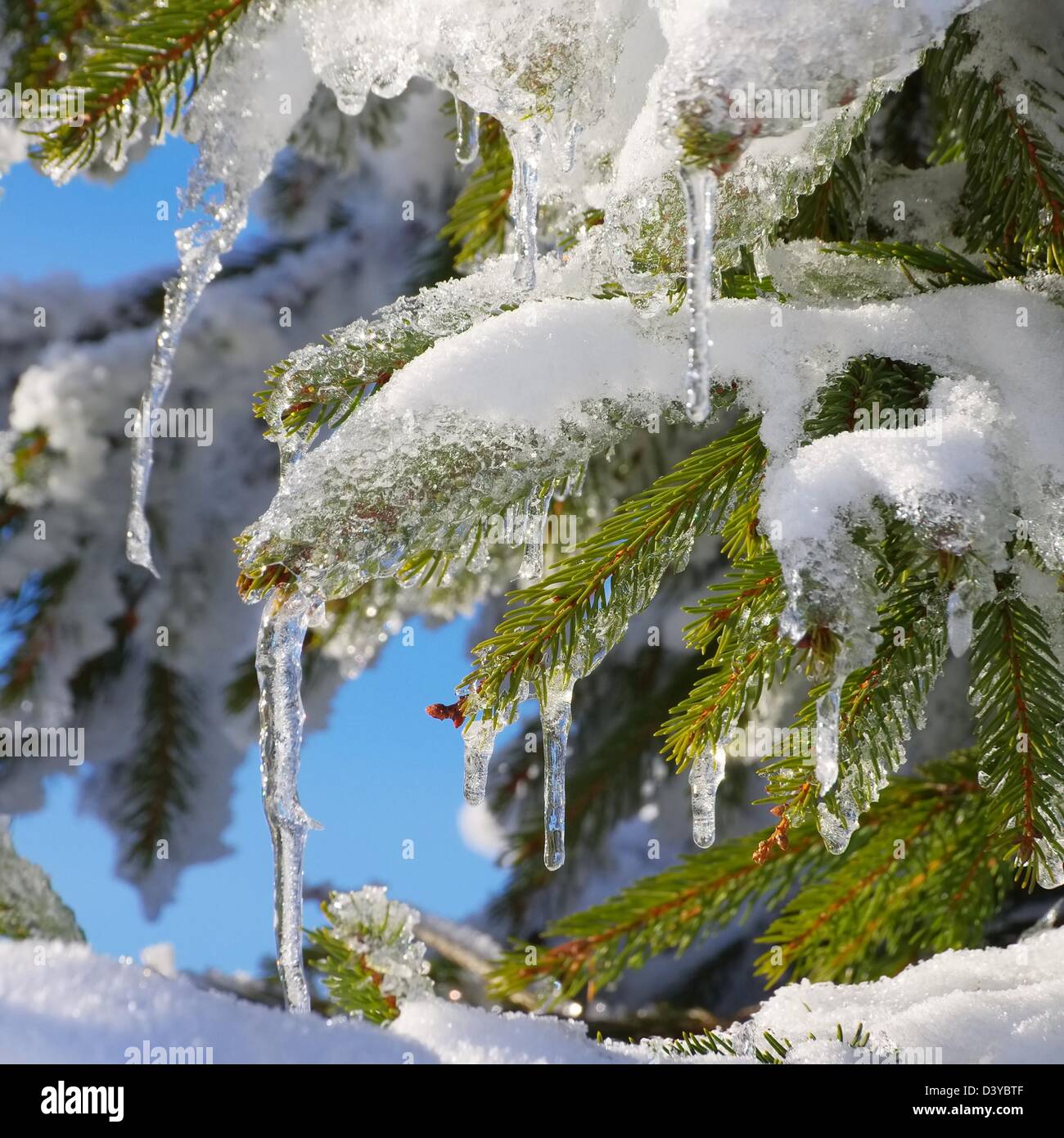 Fichtenzweig im Schnee - abete rosso ramoscello in snow 02 Foto Stock