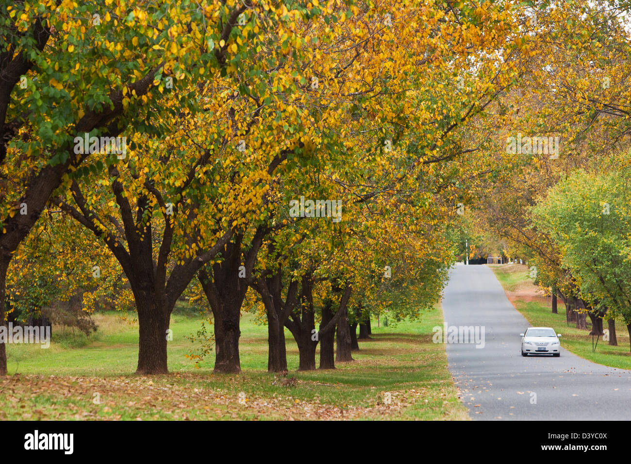 Viale di alberi di Olmo in autunno lungo Dunrossil Road. Yarralumla, Canberra, Australian Capital Territory (ACT), Australia Foto Stock