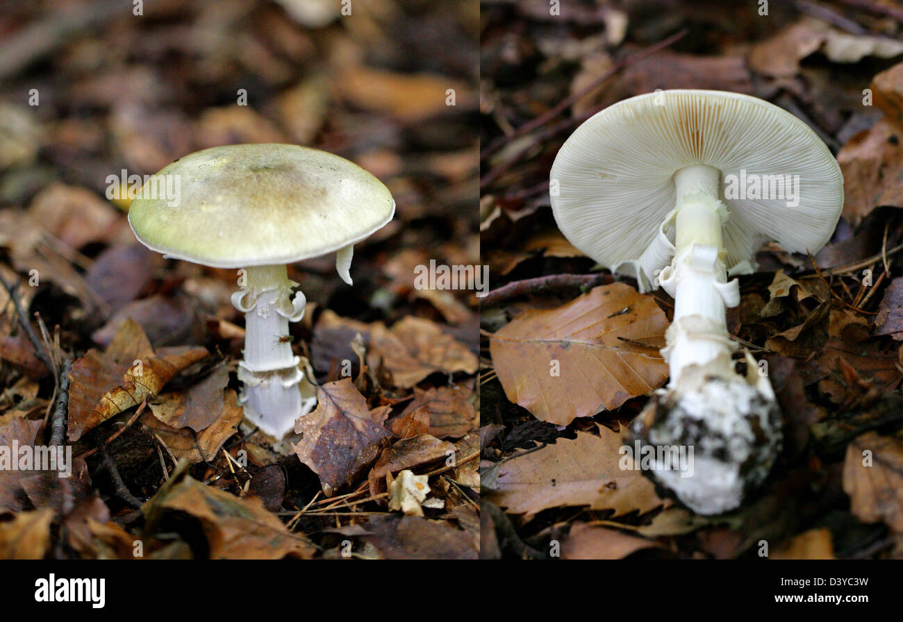 Deathcap fungo Amanita phalloides, Amanitaceae. Mostra il lato inferiore branchie, Bulboso Stipe, velo di anello e Volva rimane. Velenoso Foto Stock