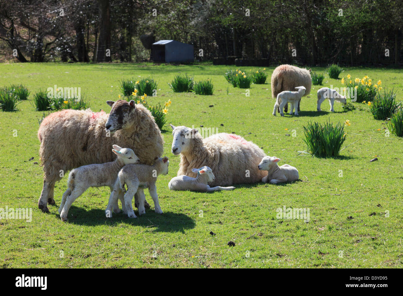 Pecore pecore con twin neonato agnelli in un campo di narcisi selvatici in primavera nel Parco Nazionale del Distretto dei Laghi, Cumbria, Regno Unito, Gran Bretagna Foto Stock