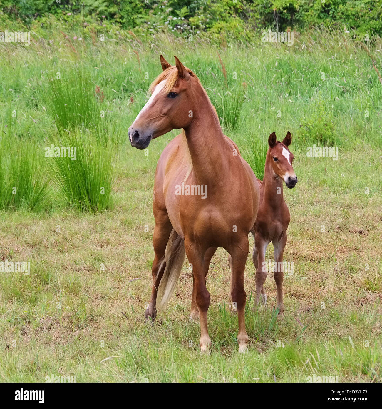 Pferd - cavallo 23 Foto Stock