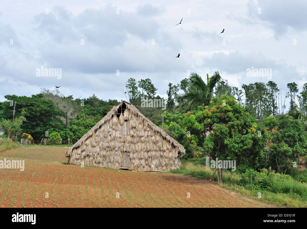 Architettura tradizionale in una fattoria, Pinar del Rio Provincia, Cuba Foto Stock