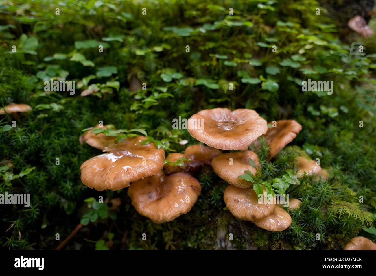 Funghi, Altenmarkt-Zauchensee, Salzburger Land, Austria Foto Stock