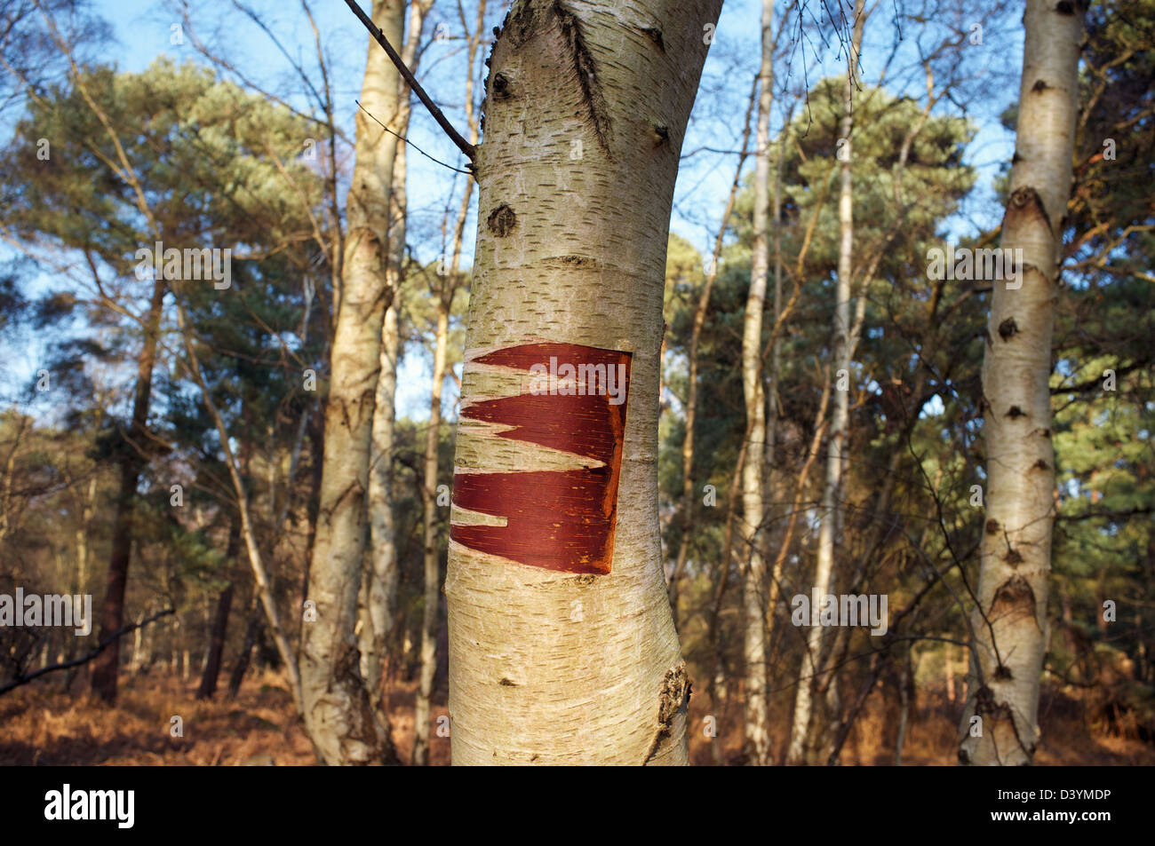 Argento di betulle Sutton & Hollesley comuni di Suffolk REGNO UNITO Foto Stock