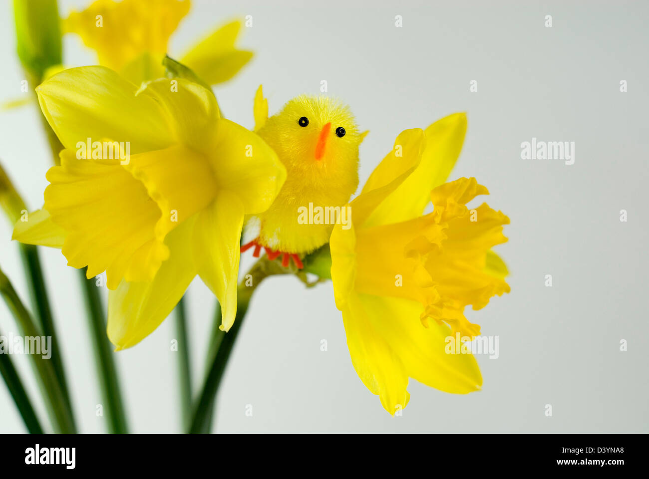 Polli di Pasqua Foto Stock