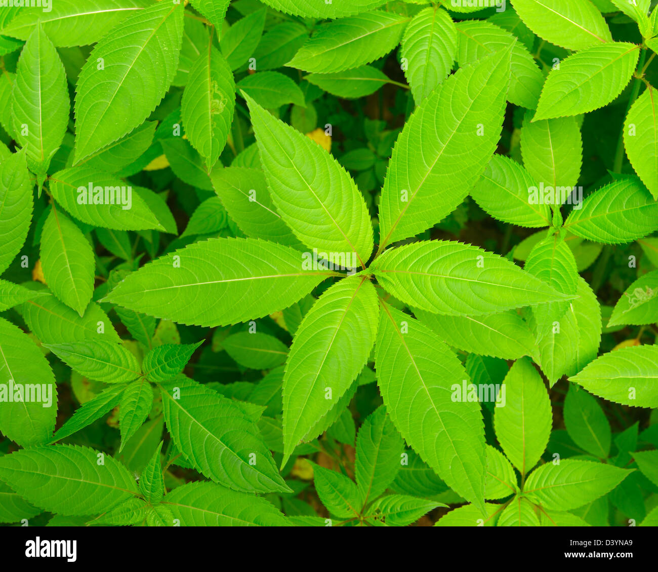 Balsamo himalayana foglie, Taubergiessen Riserva Naturale, Kappel, ruggine, Baden-Württemberg, Germania Foto Stock