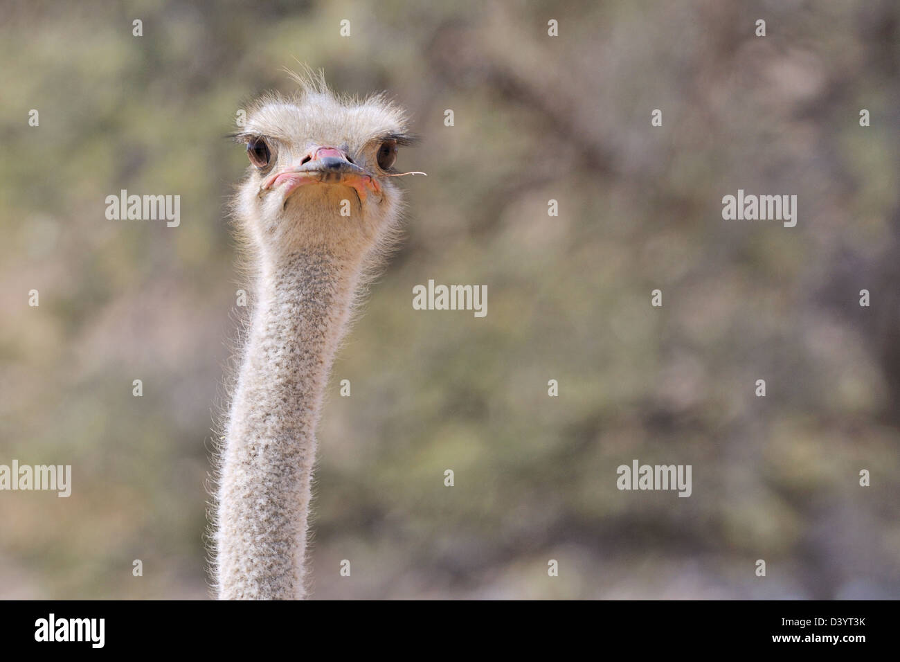 Struzzo Sudafricano (Struthio camelus), Adulto, close-up di testa, Kgalagadi Parco transfrontaliero, Northern Cape, Sud Africa e Africa Foto Stock