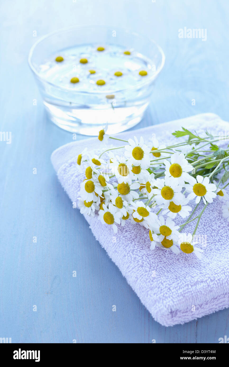 La camomilla e la tazza di acqua Foto Stock