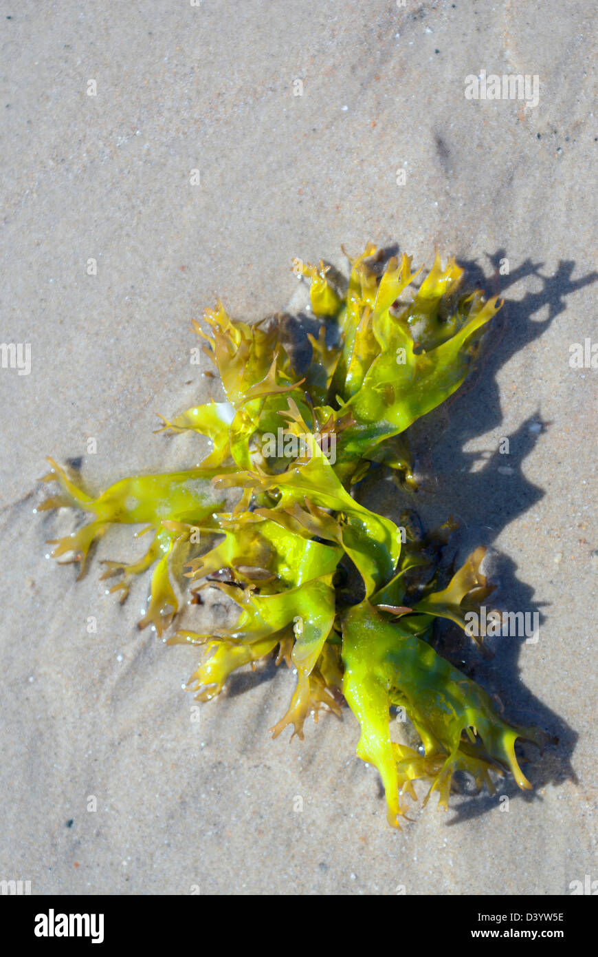 Le alghe su di una spiaggia di sabbia Foto Stock