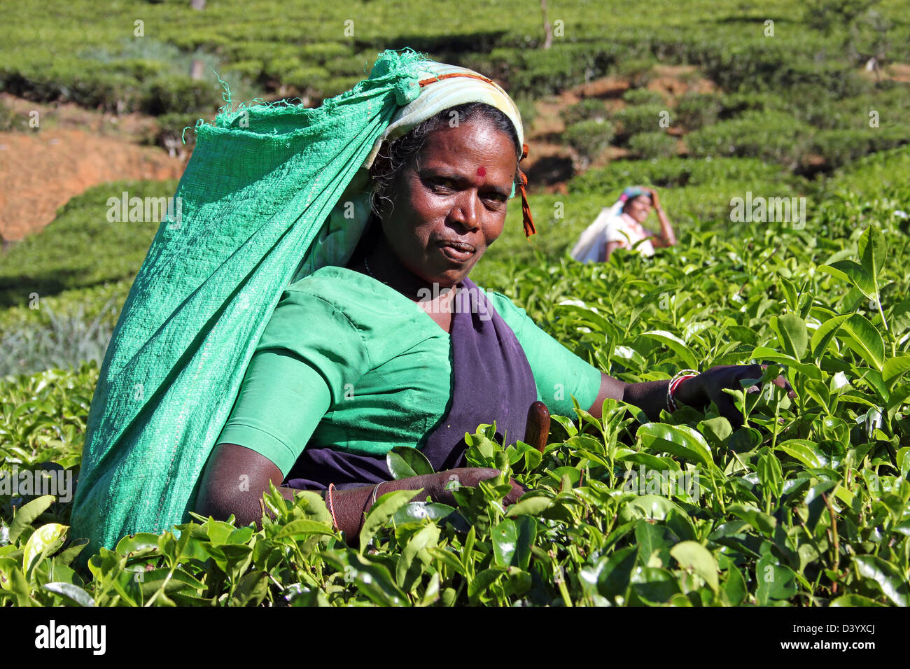 Raccoglitori di tè in una dello Sri Lanka la piantagione di tè Foto Stock