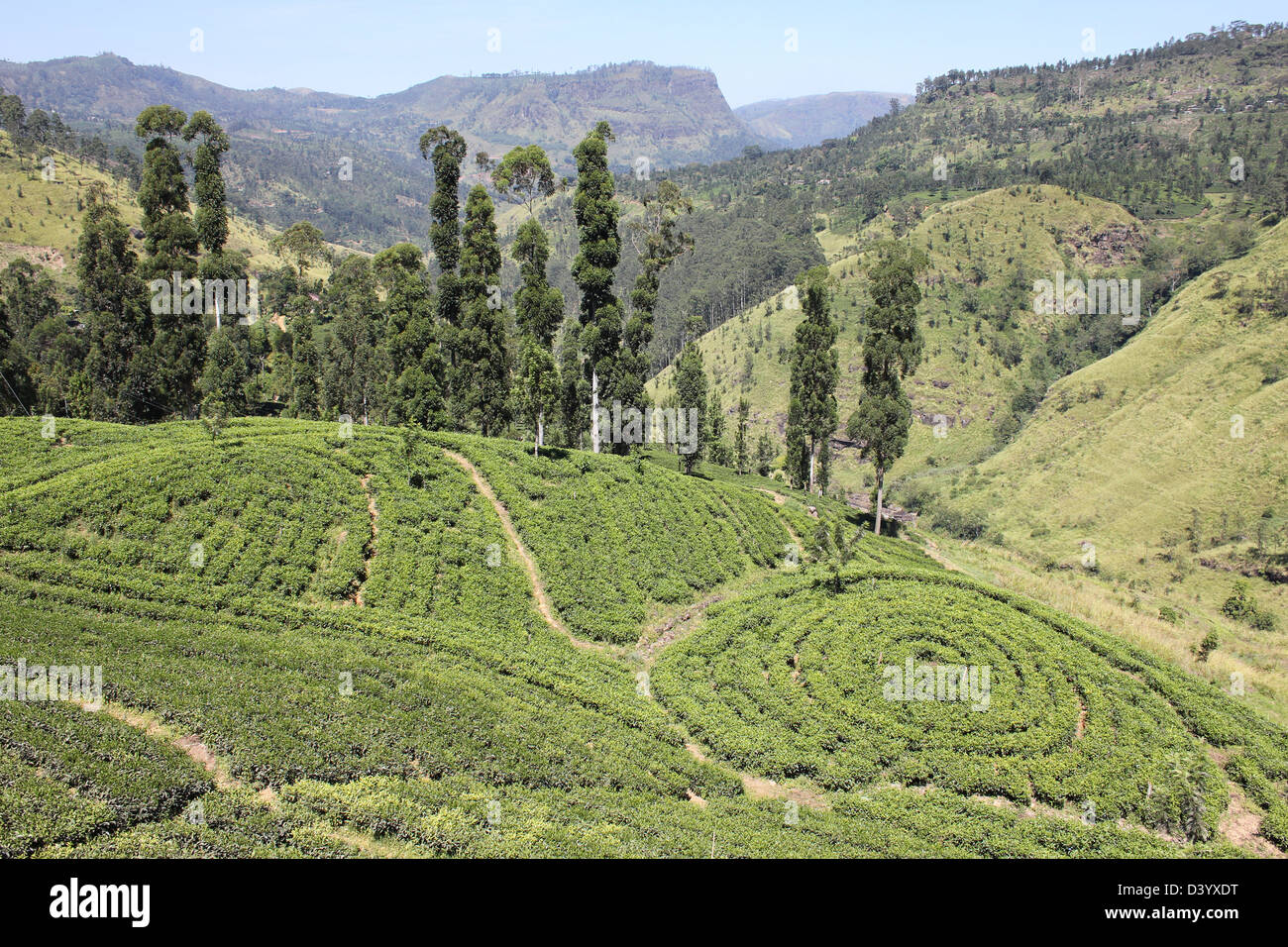 I pattern in una piantagione di tè, Sri Lanka Foto Stock
