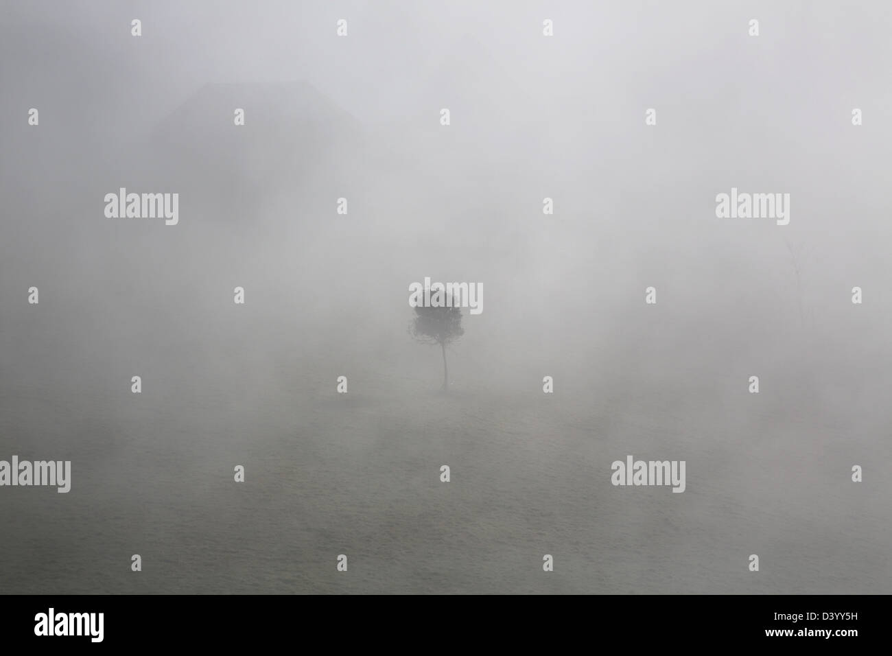 Lone Tree nebbia e nebbia a Steyning ciotola sulla South Downs in West Sussex England Foto Stock