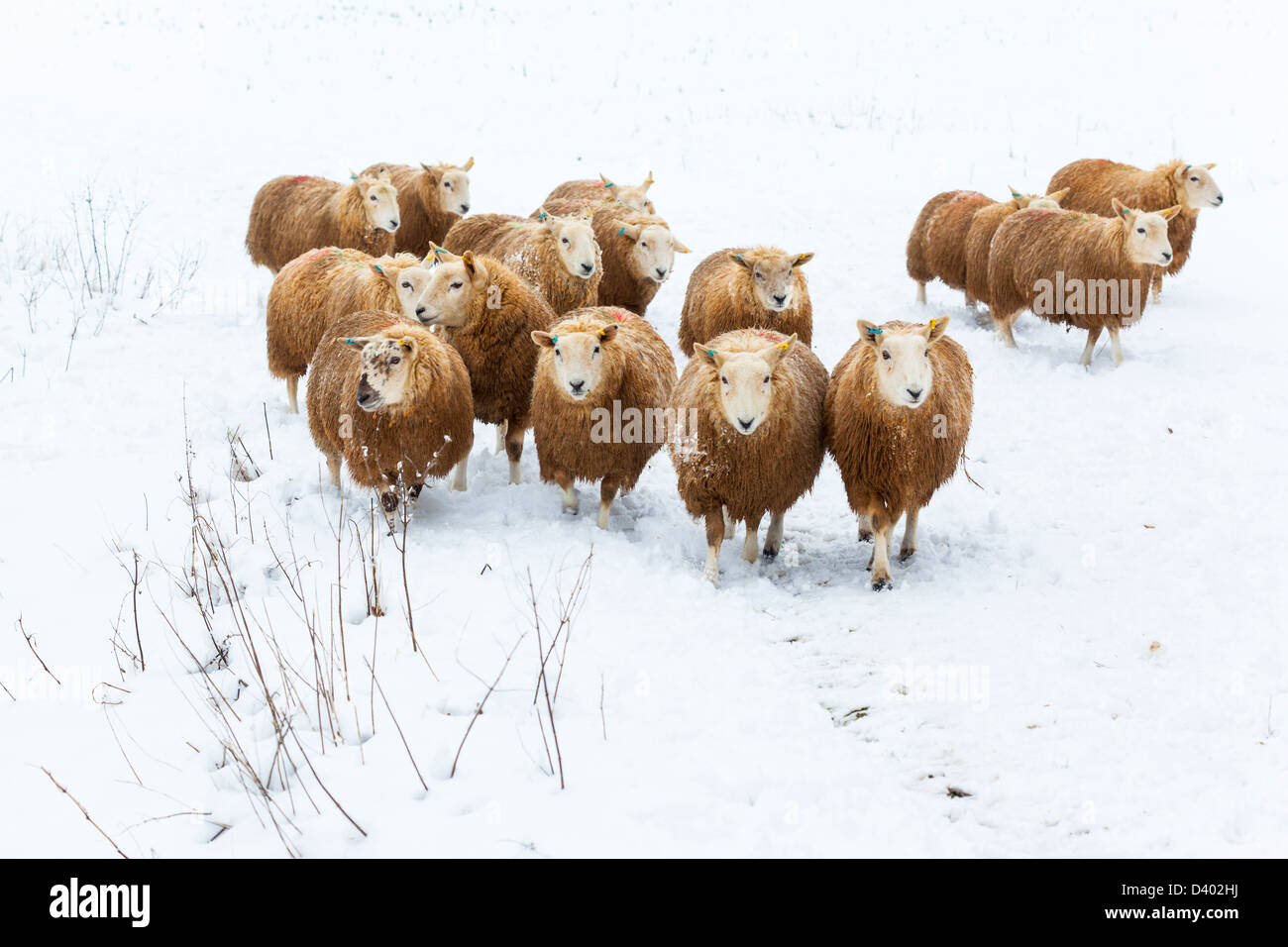 Un gregge di pecore in una coperta di neve campo Foto Stock