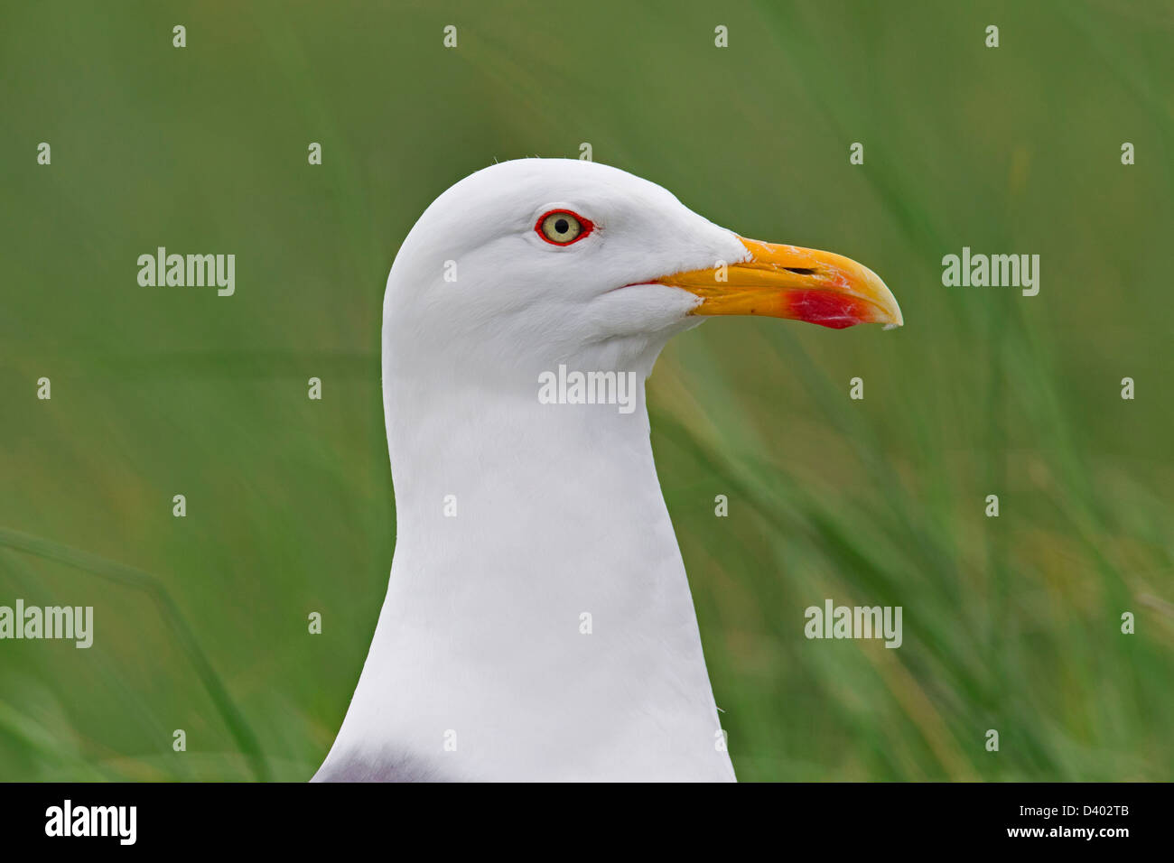 Aringa europea gabbiano (Larus argentatus) fino in prossimità della testa Foto Stock