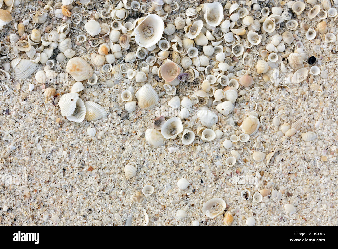 Guscio tropicali sabbia sfondo bianco Foto Stock