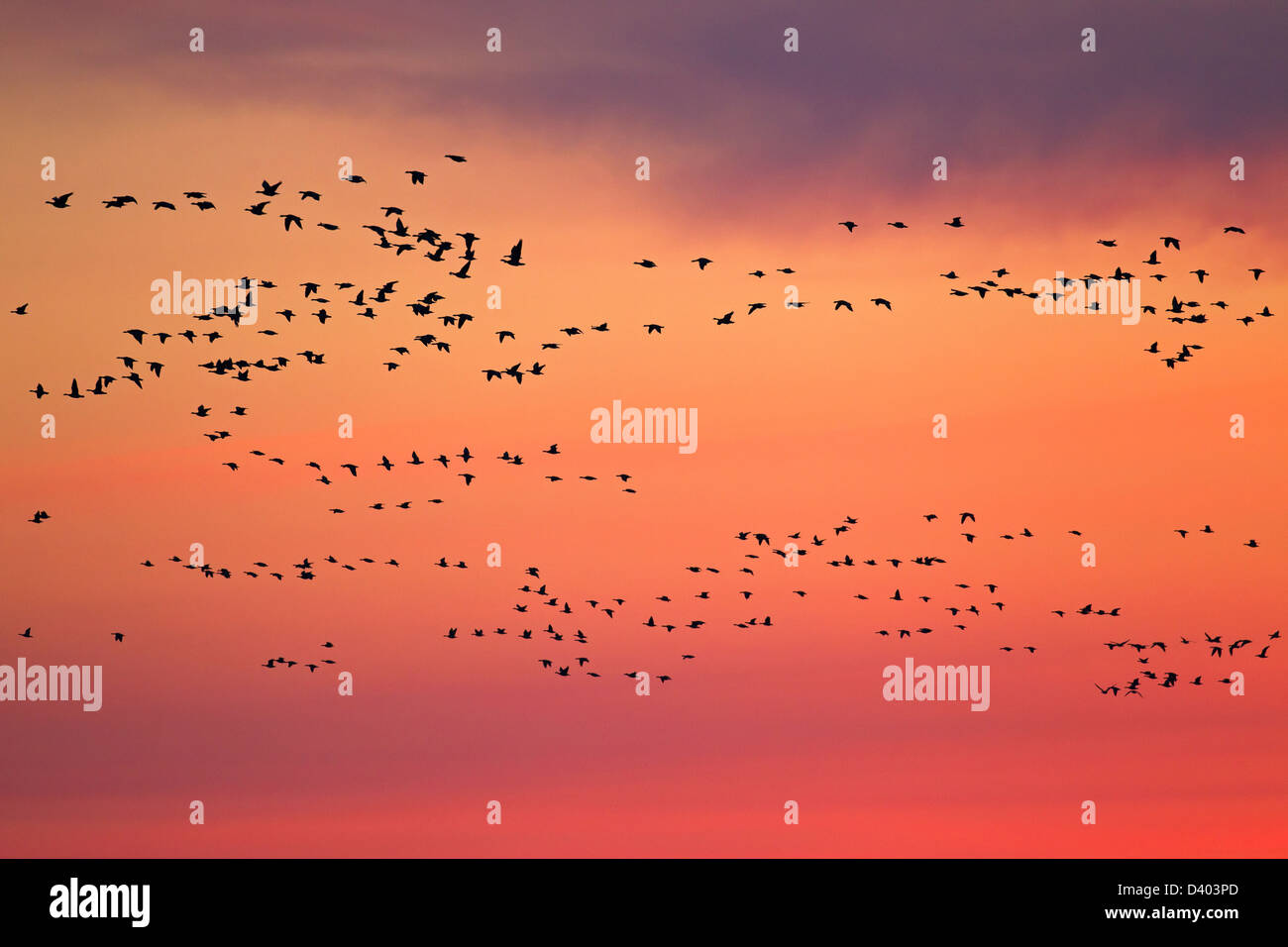 Stormo di Oche facciabianca (Branta leucopsis) in volo al tramonto contro il cielo arancione Foto Stock
