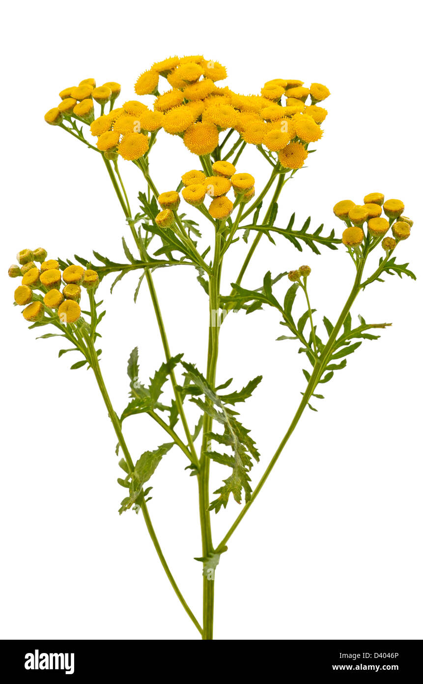 Tansy (Tanacetum vulgare) fiori isolati su sfondo bianco Foto Stock