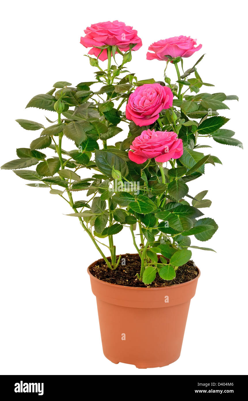 Rosa rosa nel vaso di fiori isolati su sfondo bianco Foto Stock