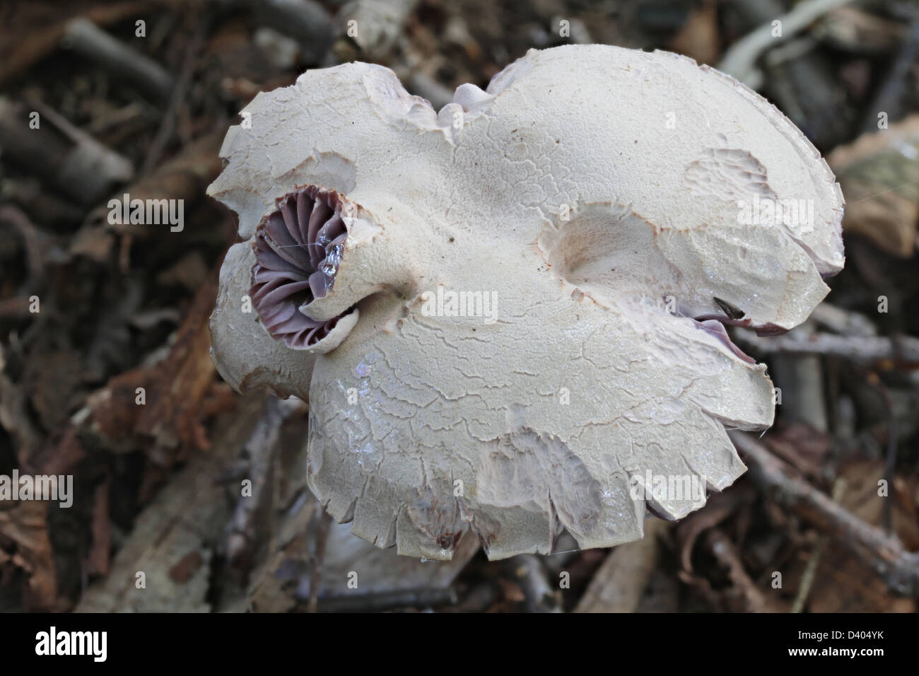 Questo strano fungo ha sviluppato con un cerotto di branchie sulla sommità del pileus in aggiunta a quelle al di sotto. Foto Stock