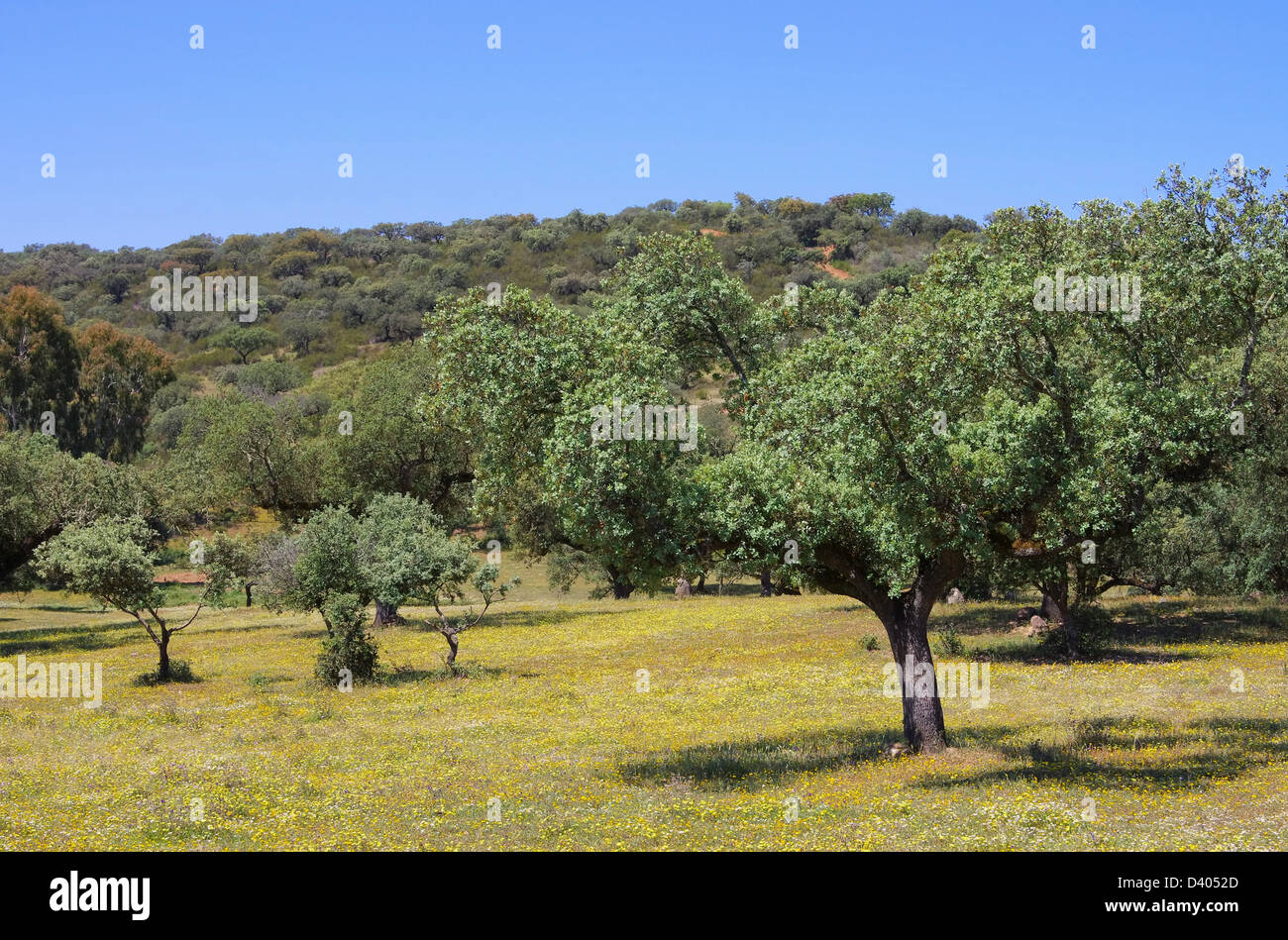 Dehesa 36 Foto Stock