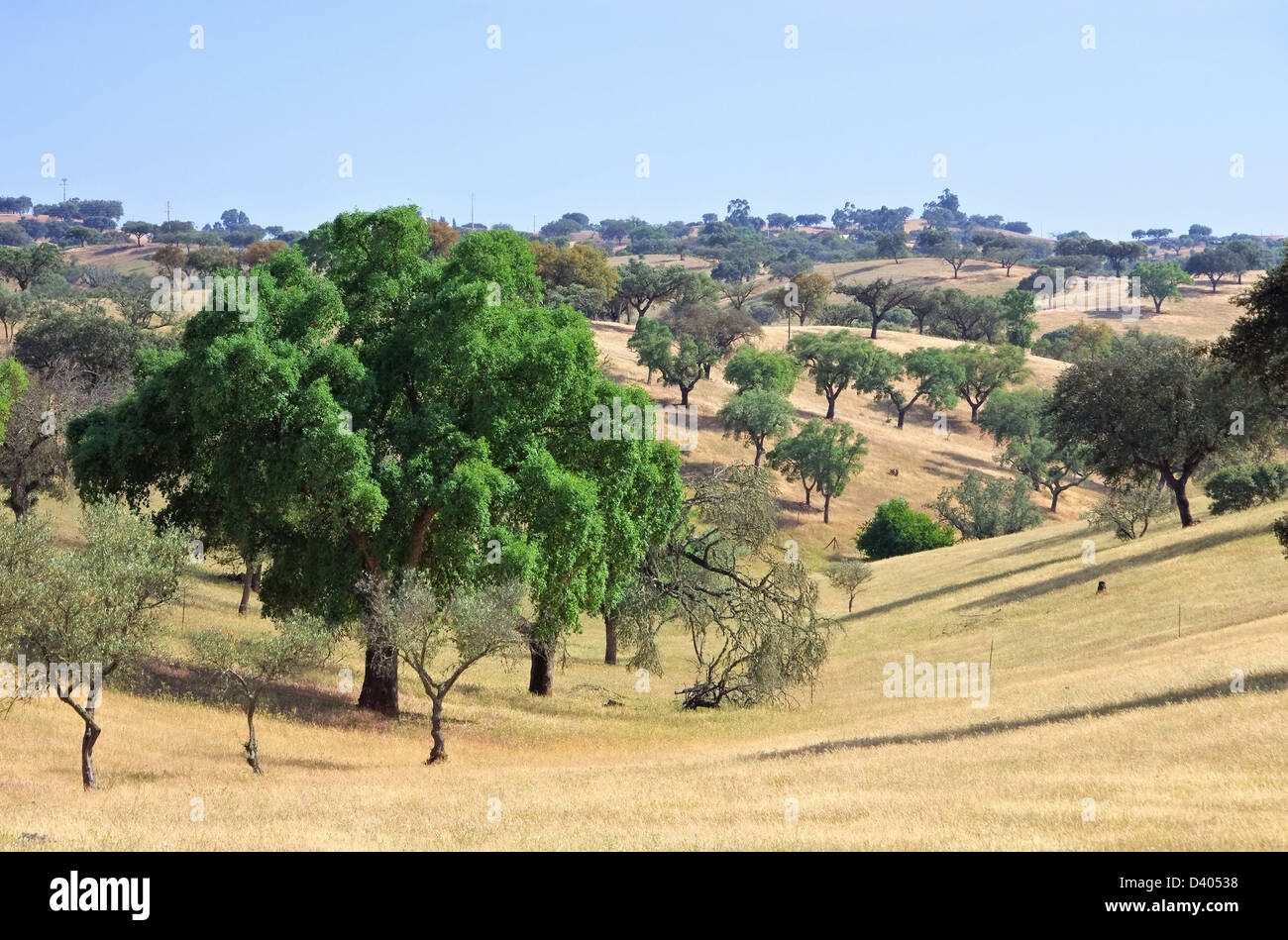 Dehesa 40 Foto Stock