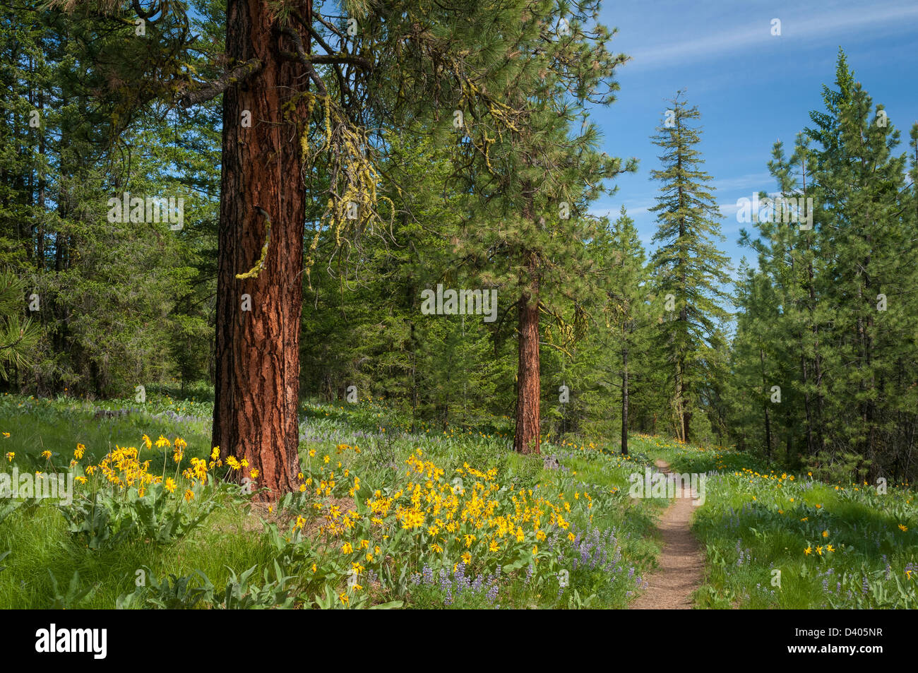 Overland Trail vicino a Sun Mountain Lodge, Okanogan-Wenatchee Foresta Nazionale, Washington. Foto Stock
