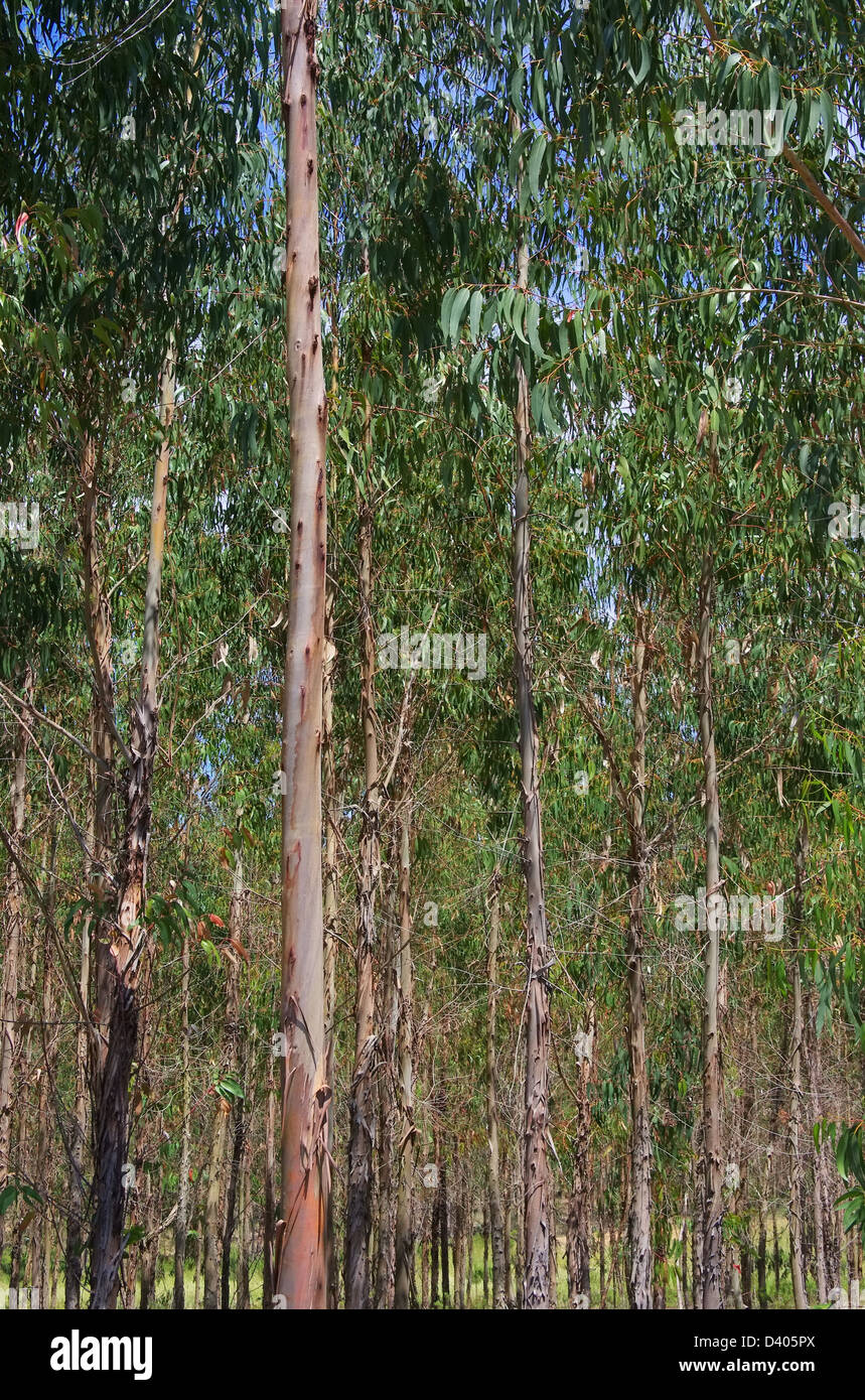 Eukalyptus - eucalipto 24 Foto Stock