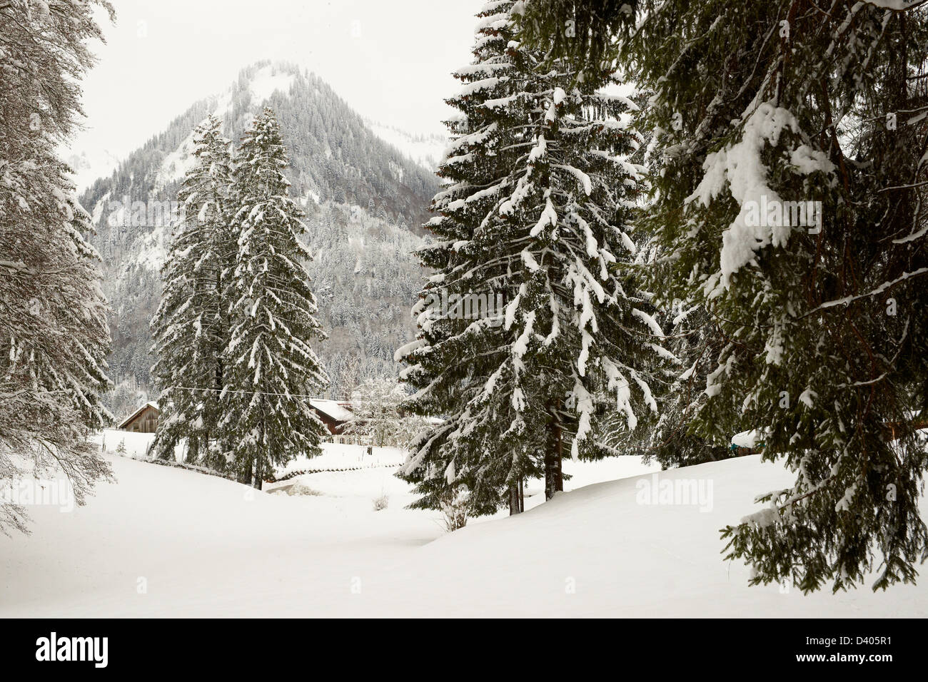 Neve coperto da alberi di pino Foto Stock