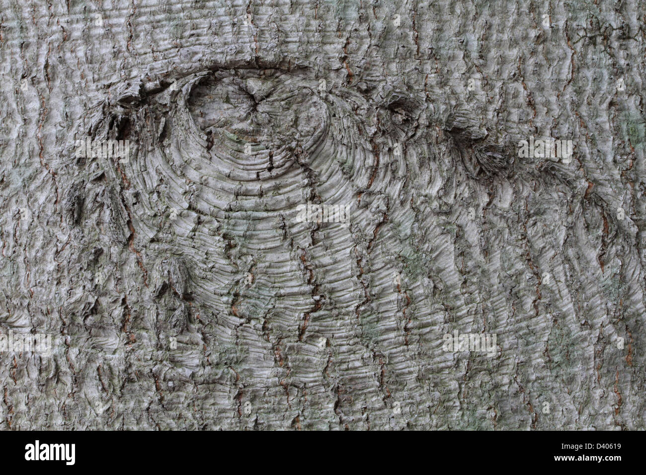 Un ramo di cicatrice in corteccia di un americano di faggio, Fagus grandifolia. Foto Stock