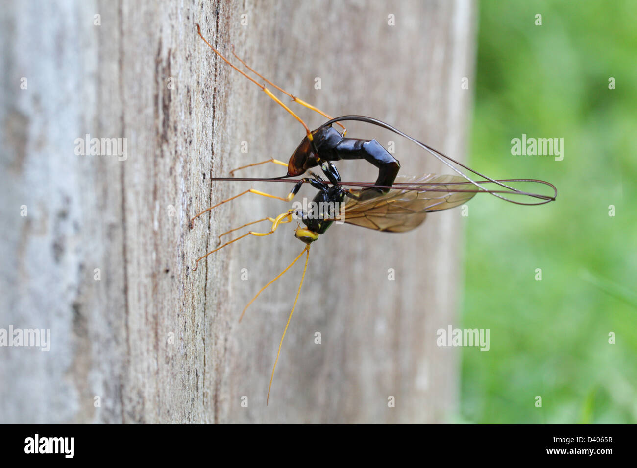 Un gigante femminile ichneumon wasp (Megarhyssa atrata) ritira il suo ovipositor dopo la posa di un uovo dentro un tronco di albero. Foto Stock