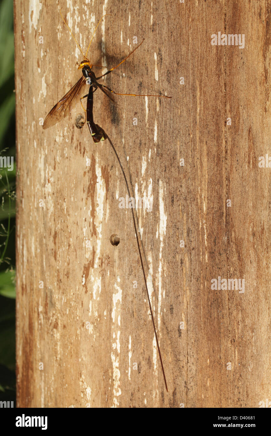Il gigante femminile ichneumon wasp (Megarhyssa atrata) ha la più lunga ovipositor di qualsiasi wasp. Foto Stock