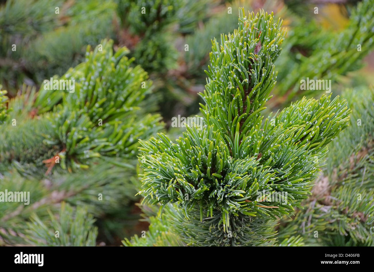 Grannenkiefer - Rocky Mountain Bristlecone Pine 01 Foto Stock