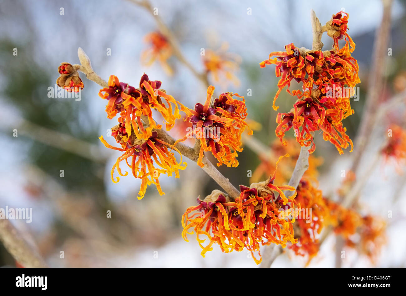 39 di Hamamelis Foto Stock