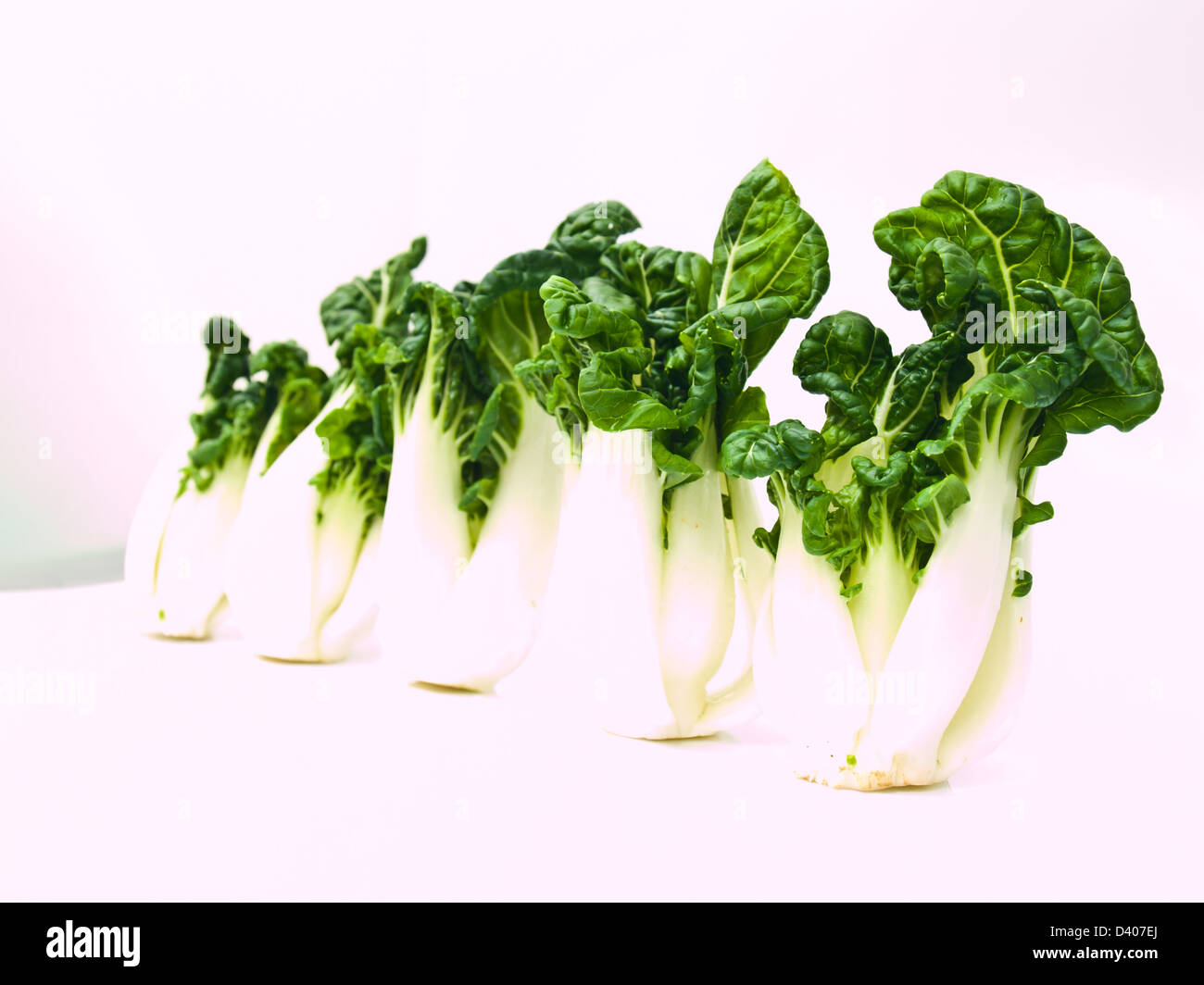 Mazzetto di fresco baby bok choi, Brassica rapa chinensis, isolati su sfondo bianco Foto Stock