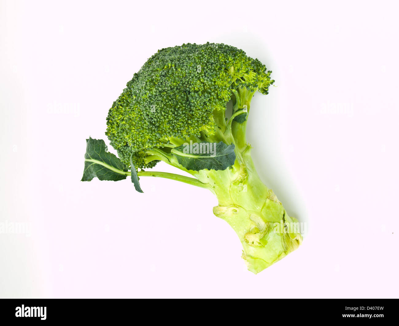 Broccoli freschi, Brassica oleracea var. italica, isolati su sfondo bianco Foto Stock