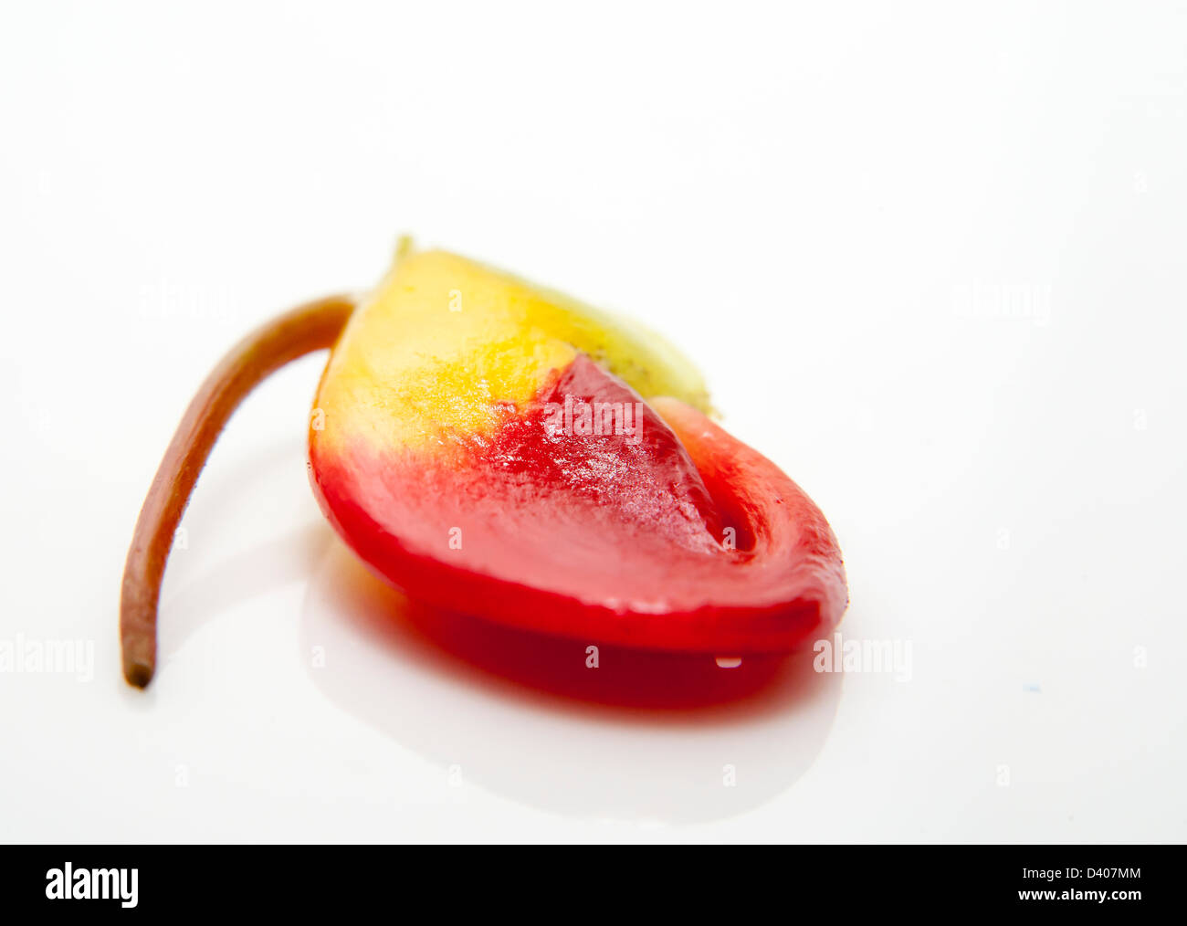 Piccolo vivacemente colorato fiore isolato su bianco. Foto Stock