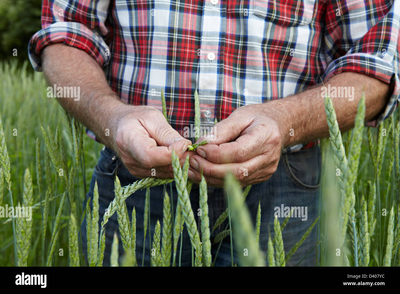 Close up dettaglio di un agricoltore di ispezionare il suo raccolto sul campo. Foto Stock