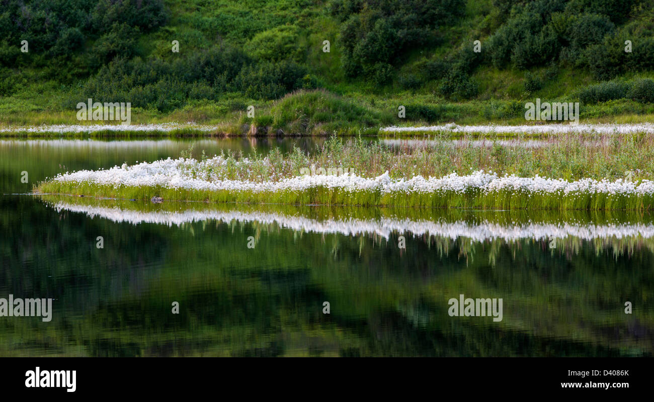 Alaska Erba di cotone (Eriophorum brachyantherm) cresce lungo un lago tundra nella sezione occidentale del Parco Nazionale di Denali, Alaska, Foto Stock