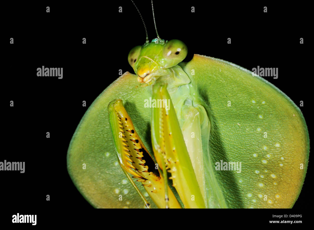 Una foglia mantis in Arenal area di Costa Rica. Foto Stock