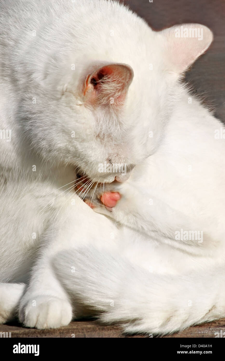 White cat leccare fur Foto Stock