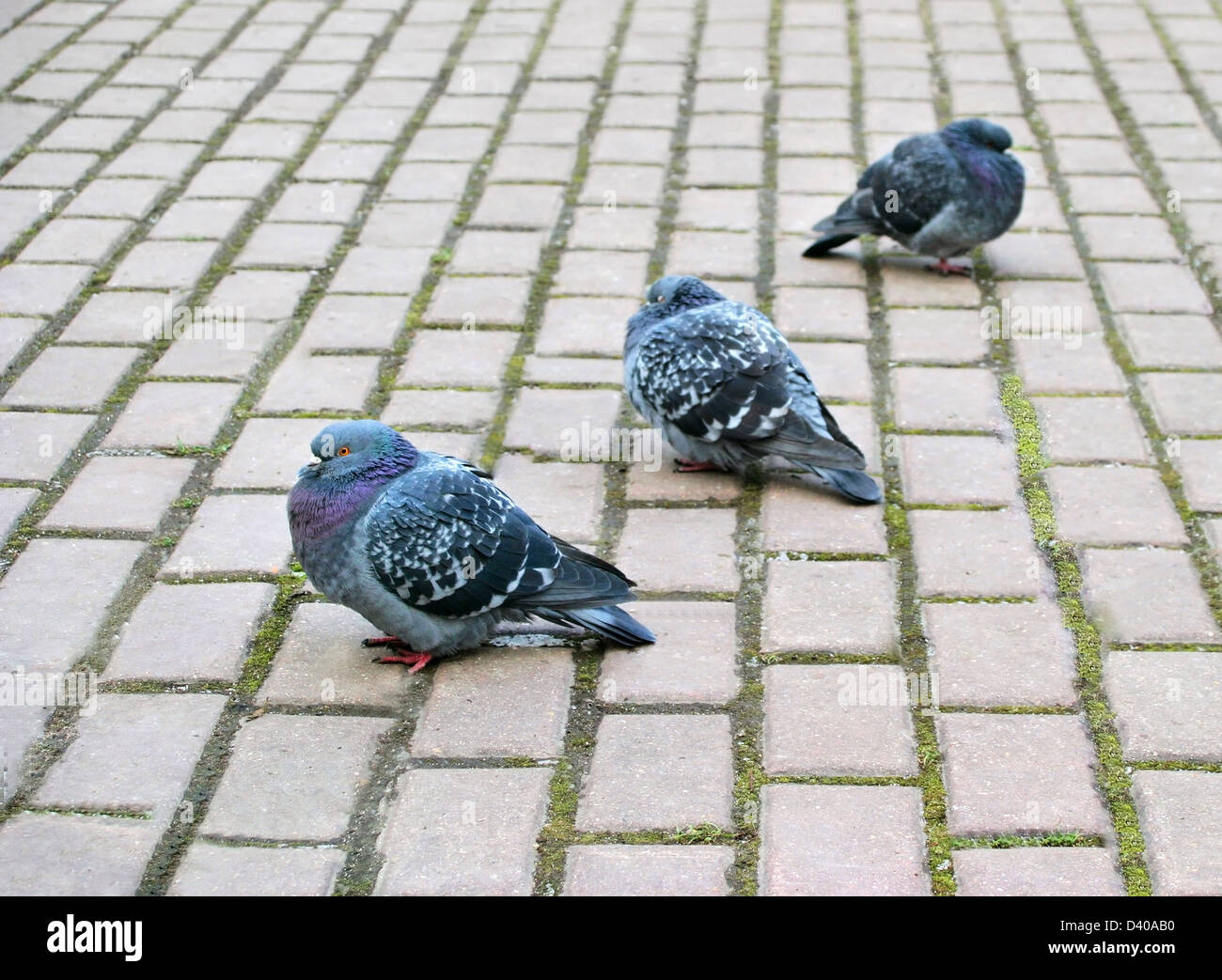 Tre piccioni nel parco Foto Stock