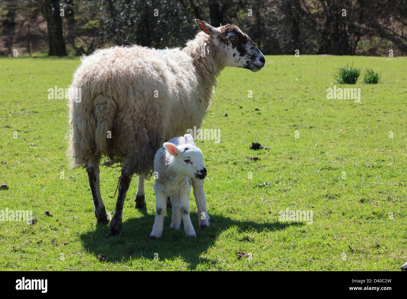 Pecora con agnello neonato in un campo in primavera a Seatoller, Cumbria, Regno Unito, Gran Bretagna Foto Stock