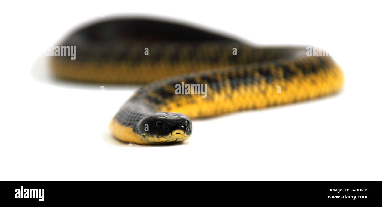 Tiger snake, notechis scutatus, fotografato in un studio Foto Stock