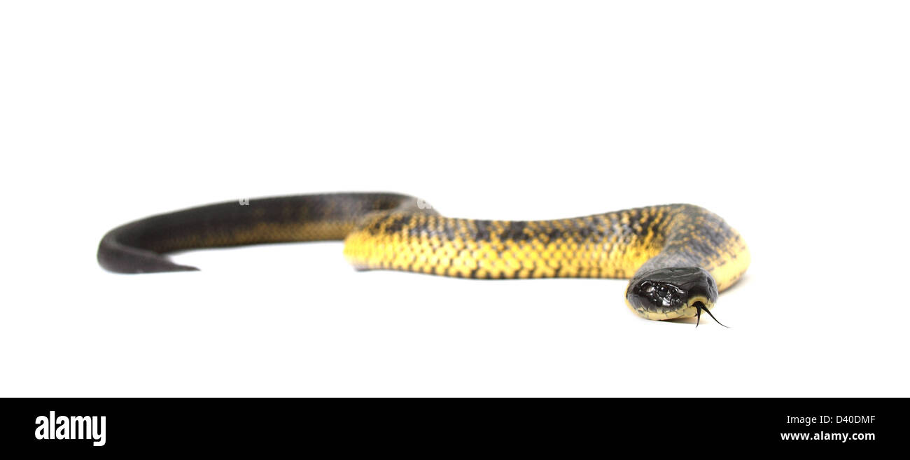 Tiger snake, notechis scutatus, fotografato in un studio Foto Stock