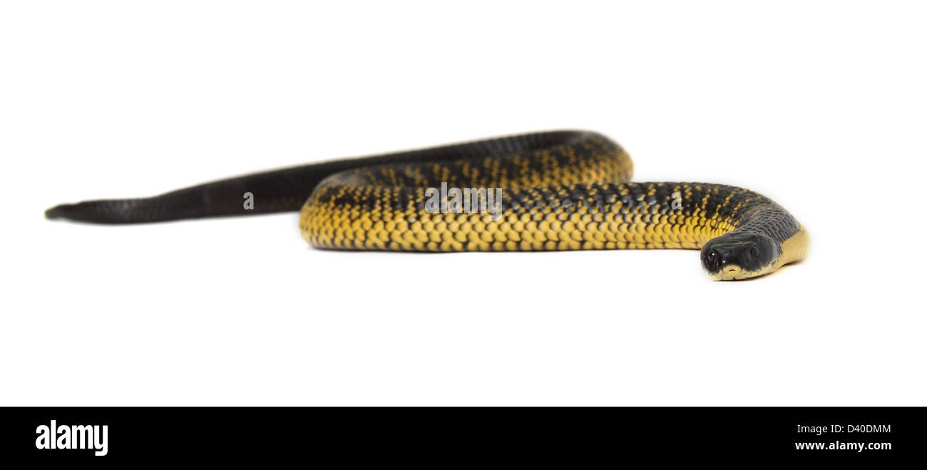 Tiger snake, notechis scutatus, fotografato in un studio Foto Stock