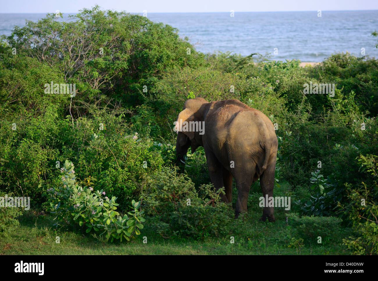 Una bull elephant pascolo da l'oceano in Yala National Park. Foto Stock