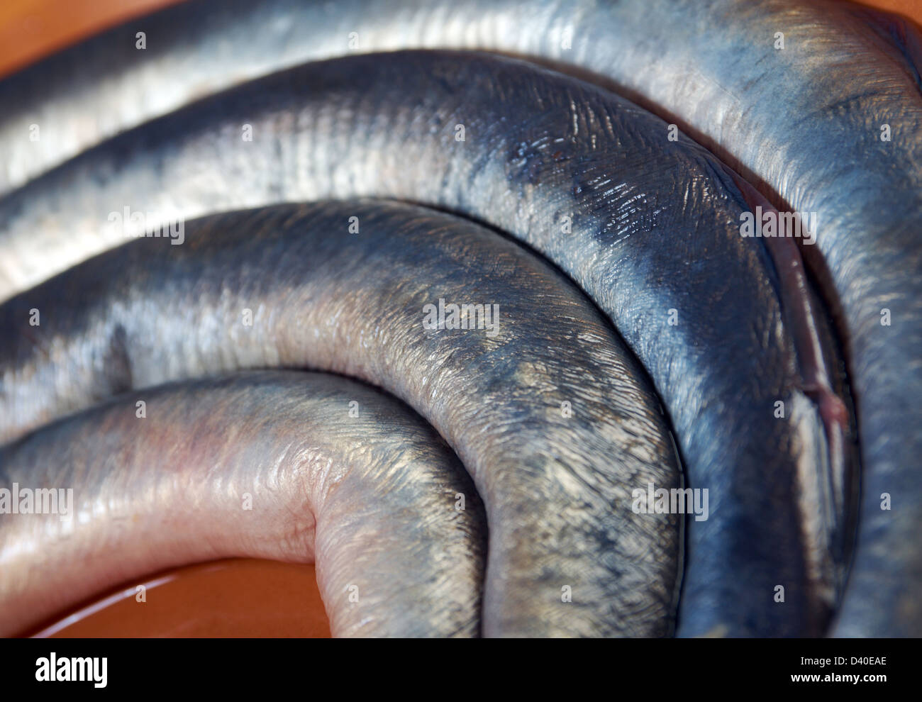 Pesce fresco di lampreda sulla piastra. closeup Foto Stock