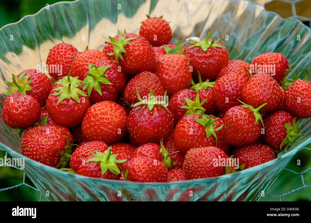 Appena raccolte le fragole organico Foto Stock