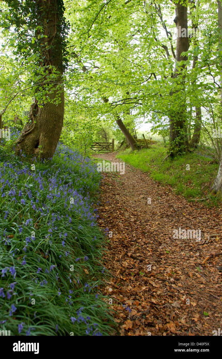 Leafy Lane in West Sussex Regno Unito Foto Stock