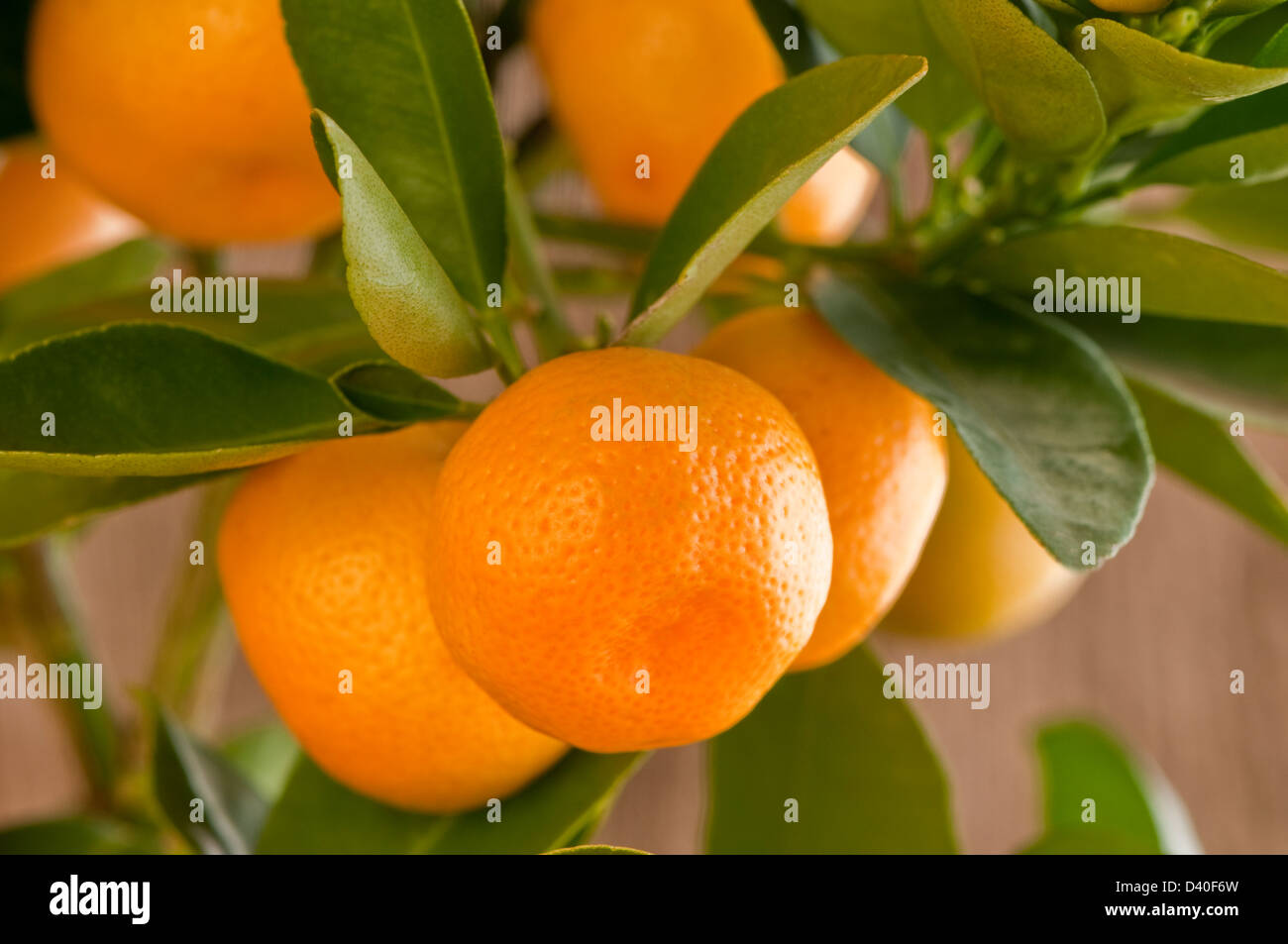 Calamondin arance, x citrofortunella microcarpa Foto Stock